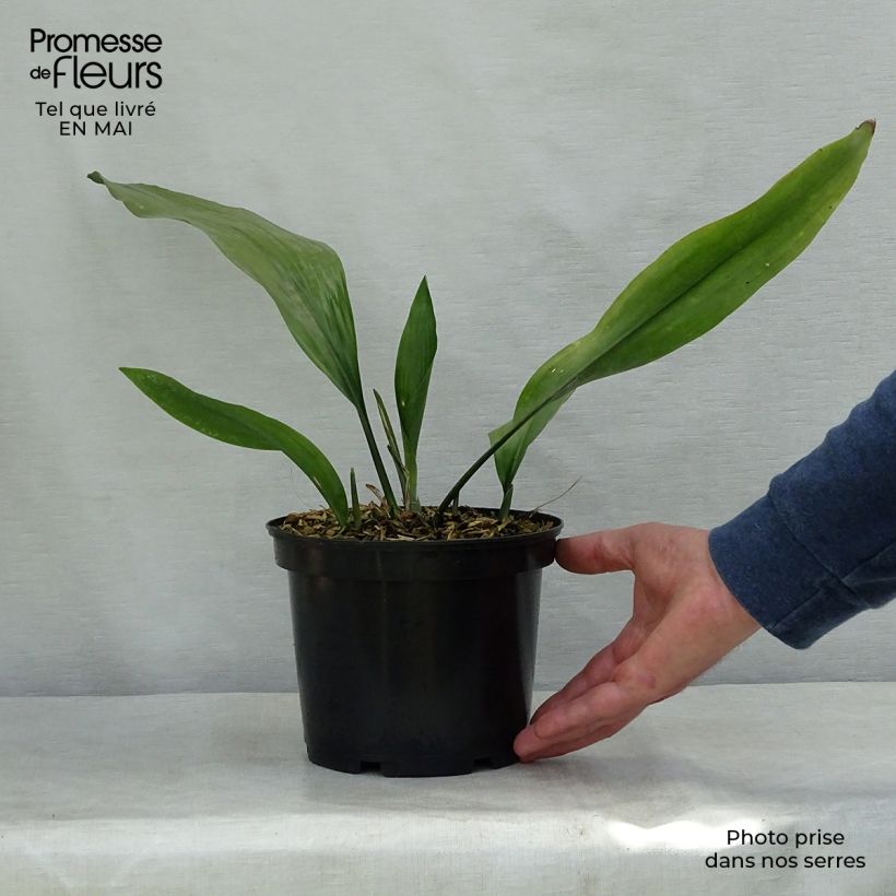 Aspidistra elatior Maceta 2L/3L Ejemplar entregado en la primavera