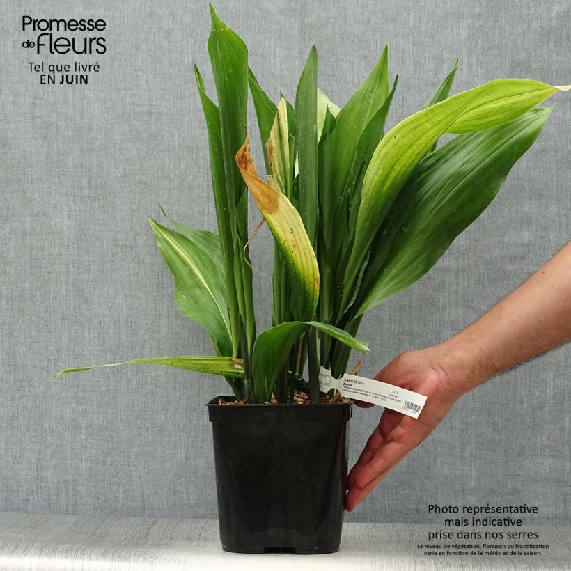 Ejemplar de Aspidistra elatior Zebra Maceta 2L/3L entregado en verano