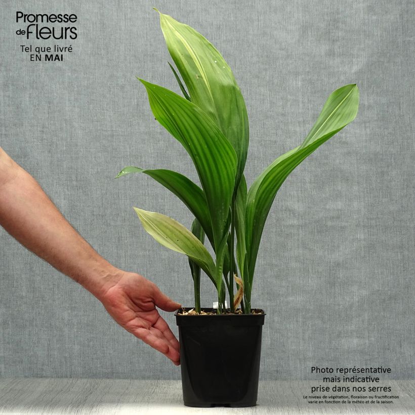 Aspidistra elatior Zebra Maceta 2L/3L Ejemplar entregado en la primavera