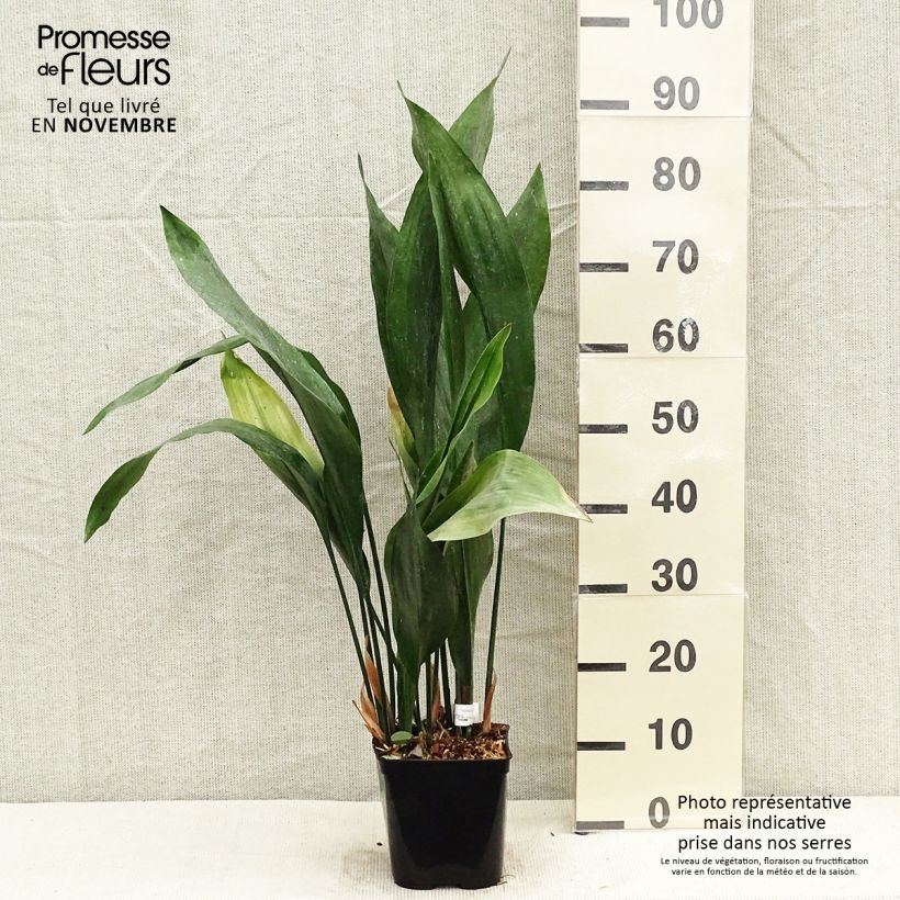 Ejemplar de Aspidistra elatior Zebra Maceta 2L/3L entregado en otoño