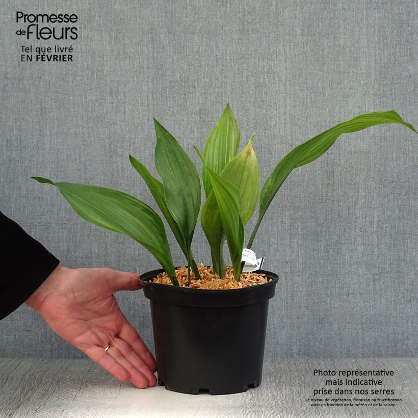 Aspidistra elatior Zebra Maceta 2L/3L Ejemplar entregado en invierno