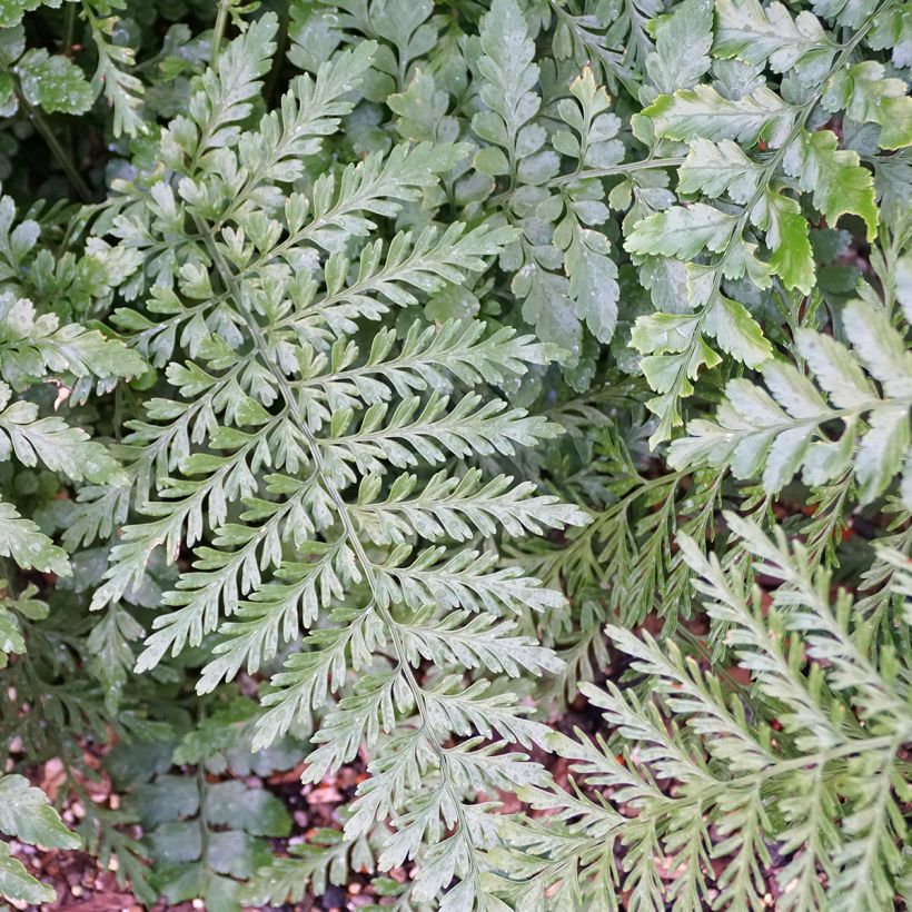 Asplenium Parvati - Helecho (Follaje)