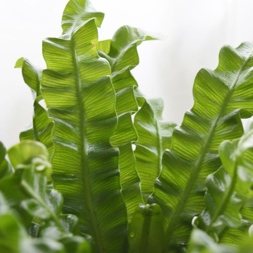 Helecho nido de ave Crispy Wave - Asplenium antiquum (Follaje)
