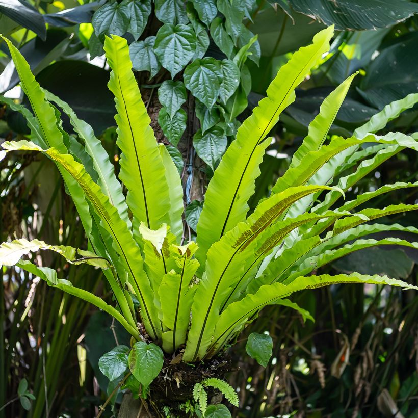 Helecho nido de ave - Asplenium antiquum (Porte)