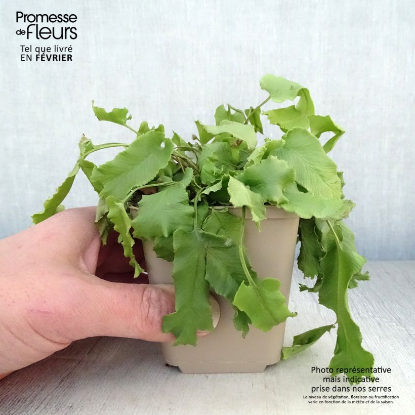 Asplenium scolopendrium Cristatum Group - Lengua cervina Maceta de 8/9 cm Ejemplar entregado en invierno