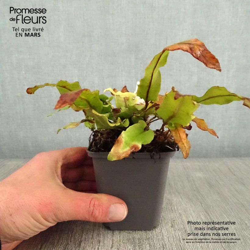 Asplenium scolopendrium Undulatum Angustatum - Lengua cervina Maceta de 8/9 cm Ejemplar entregado en invierno