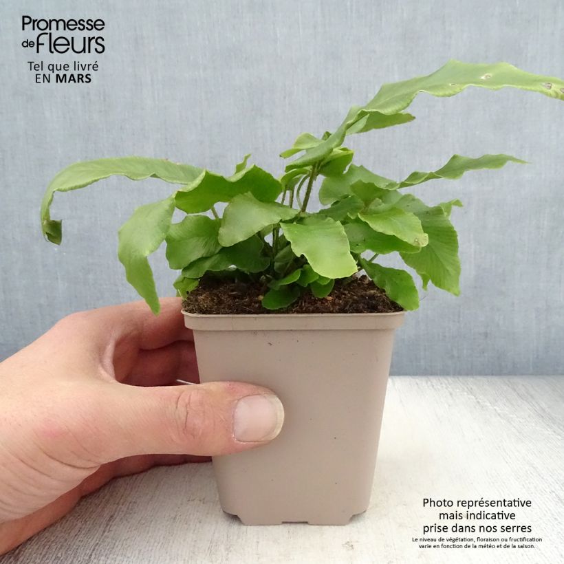 Asplenium scolopendrium Undulatum Angustatum - Lengua cervina Maceta de 8/9 cm Ejemplar entregado en la primavera