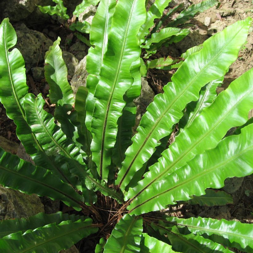 Asplenium scolopendrium Undulatum Group - Lengua cervina (Follaje)