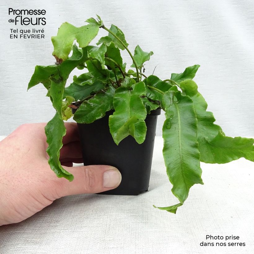 Asplenium scolopendrium Undulatum Group - Lengua cervina Maceta de 8/9 cm Ejemplar entregado en invierno