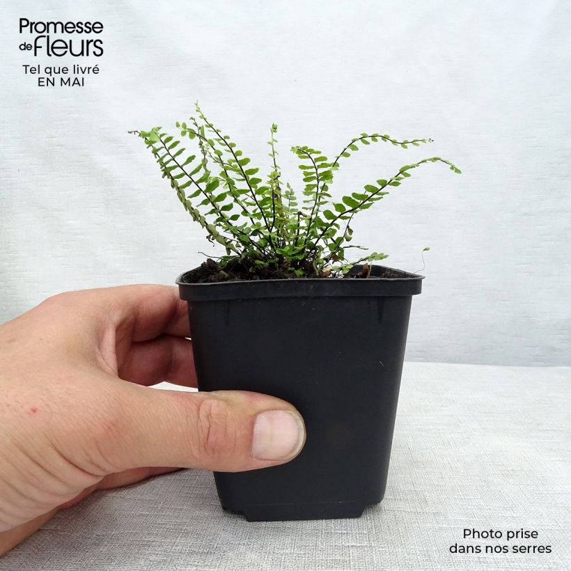 Asplenium trichomanes - Culantrillo menudo Maceta de 8/9 cm Ejemplar entregado en la primavera