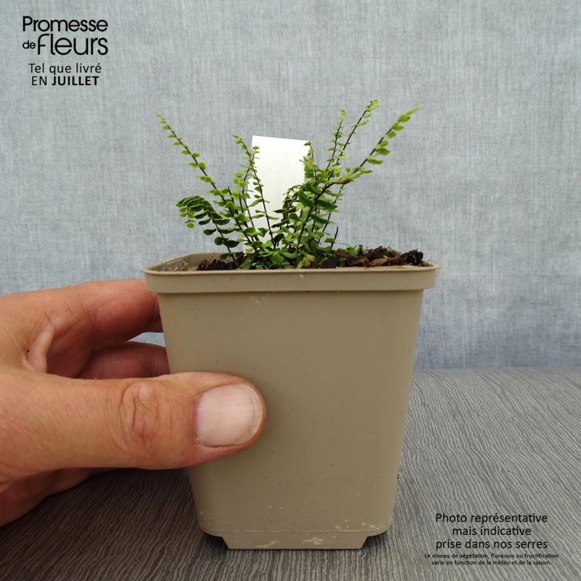 Ejemplar de Asplenium trichomanes - Culantrillo menudo Maceta de 8/9 cm entregado en verano