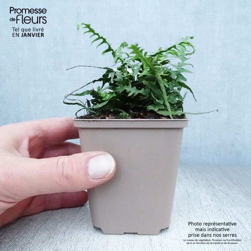 Asplenium ebenoides - Helecho cola de dragón Maceta de 8/9 cm Ejemplar entregado en invierno