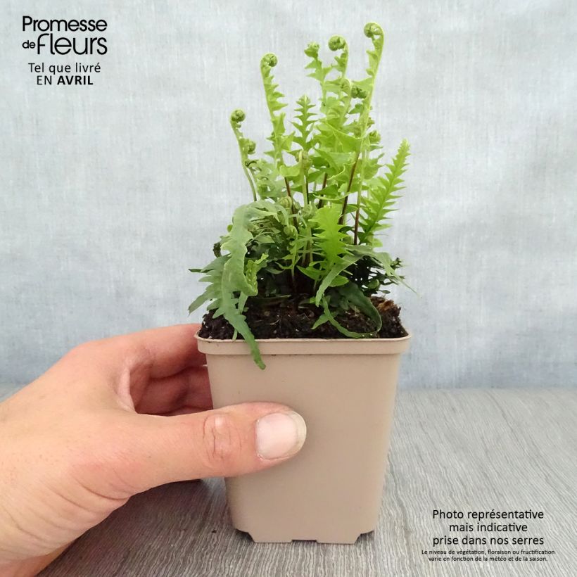 Asplenium ebenoides - Helecho cola de dragón Maceta de 8/9 cm Ejemplar entregado en la primavera