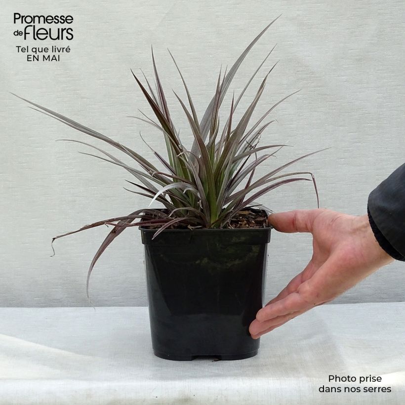 Astelia Red Shadow Maceta 2L/3L Ejemplar entregado en la primavera