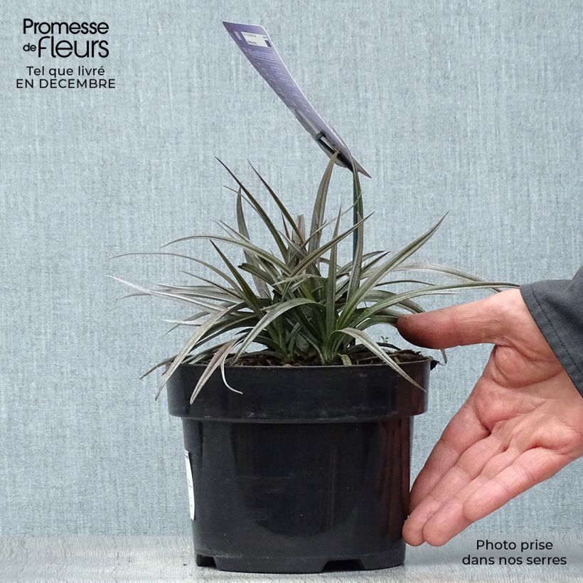 Astelia nivicola Red devil Maceta 2L/3L Ejemplar entregado en invierno