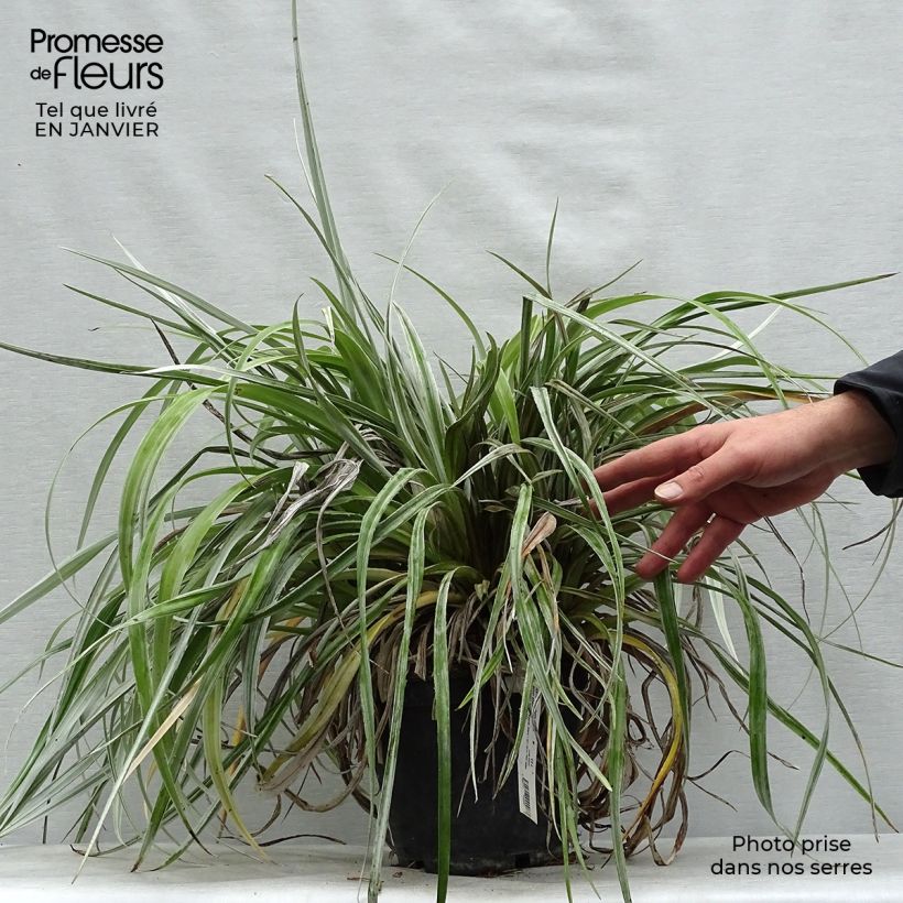 Astelia chathamica Silver Shadow Maceta 2L/3L Ejemplar entregado en invierno