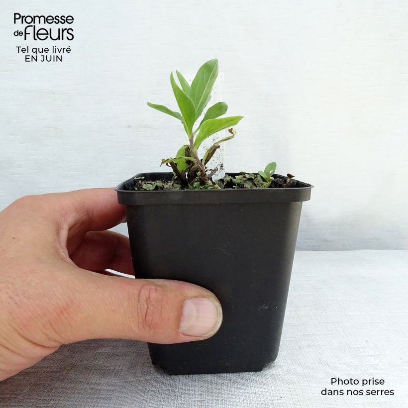 Ejemplar de Aster JS Bart's Blue Beauty Maceta de 8/9 cm entregado en verano