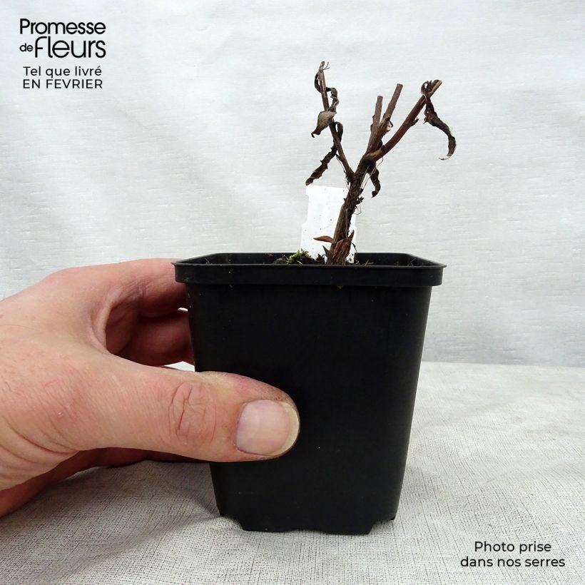 Aster JS Bart's Blue Beauty Maceta de 8/9 cm Ejemplar entregado en invierno