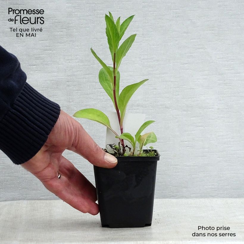 Aster JS Bart's Blue Beauty Maceta de 8/9 cm Ejemplar entregado en la primavera