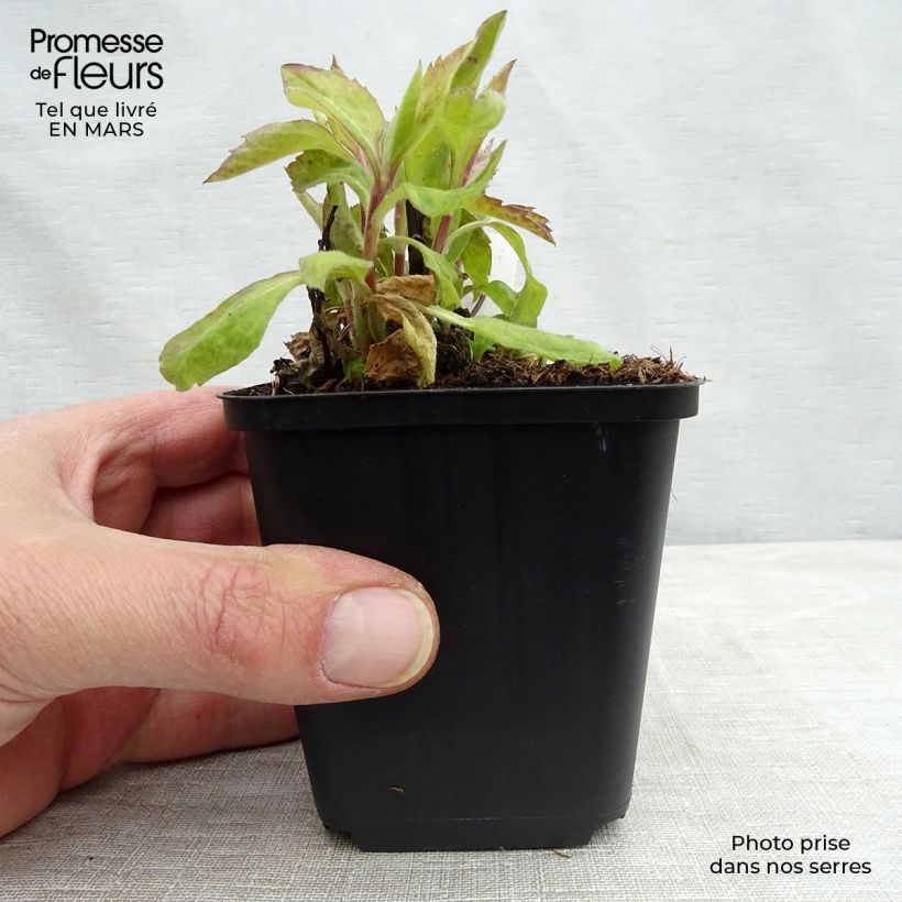 Aster ageratoides Eleven purple Maceta de 8/9 cm Ejemplar entregado en la primavera