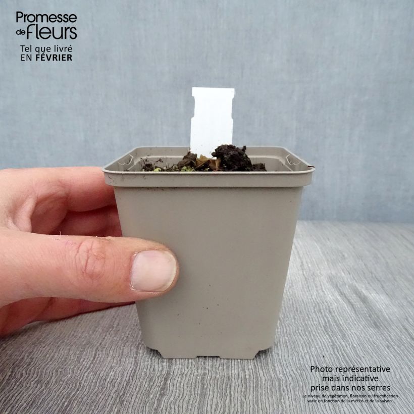 Aster ageratoides Eleven purple Maceta de 8/9 cm Ejemplar entregado en invierno