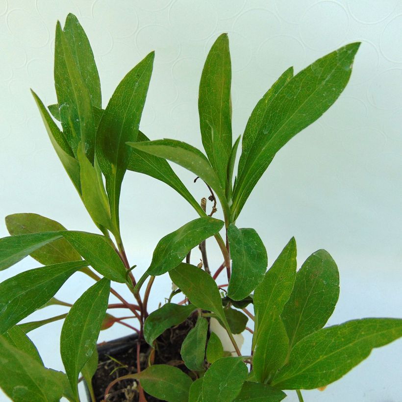 Aster ericoides Herfstweelde (Follaje)