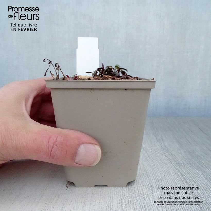 Aster Le Vasterival Maceta de 8/9 cm Ejemplar entregado en invierno