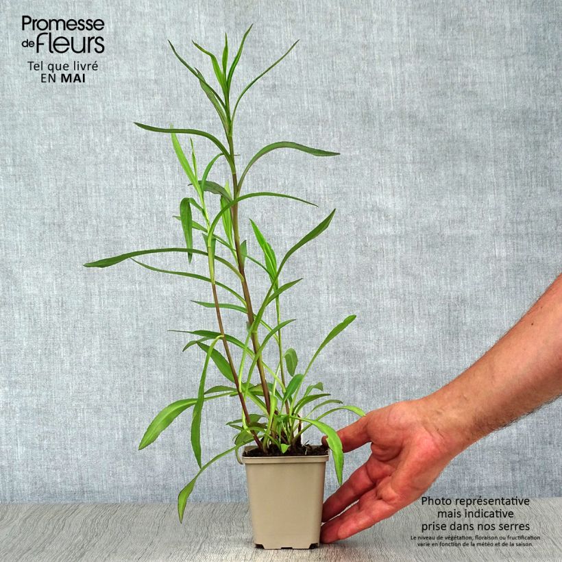 Aster Le Vasterival Maceta de 8/9 cm Ejemplar entregado en la primavera