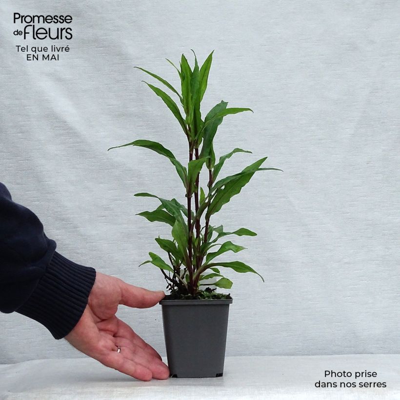 Aster novi-belgii Fellowship Maceta de 8/9 cm Ejemplar entregado en la primavera