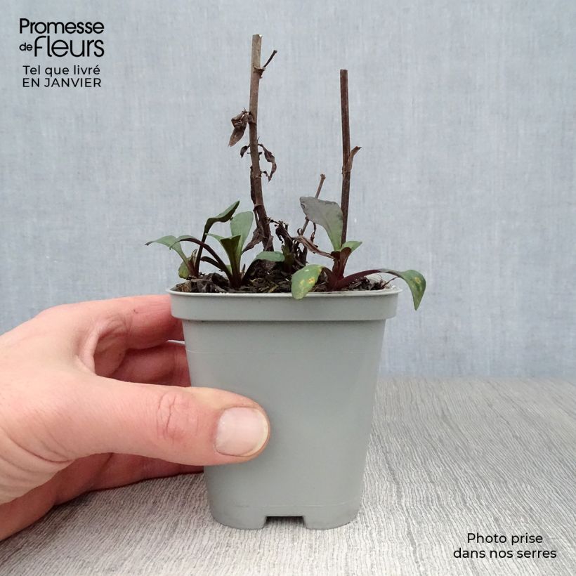 Aster novi-belgii Fellowship Maceta de 8/9 cm Ejemplar entregado en invierno