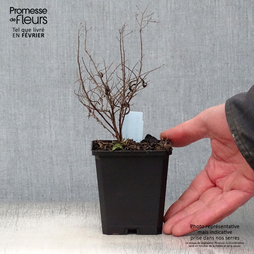 Aster sedifolius - Manzanilla de pastor Maceta de 8/9 cm Ejemplar entregado en invierno