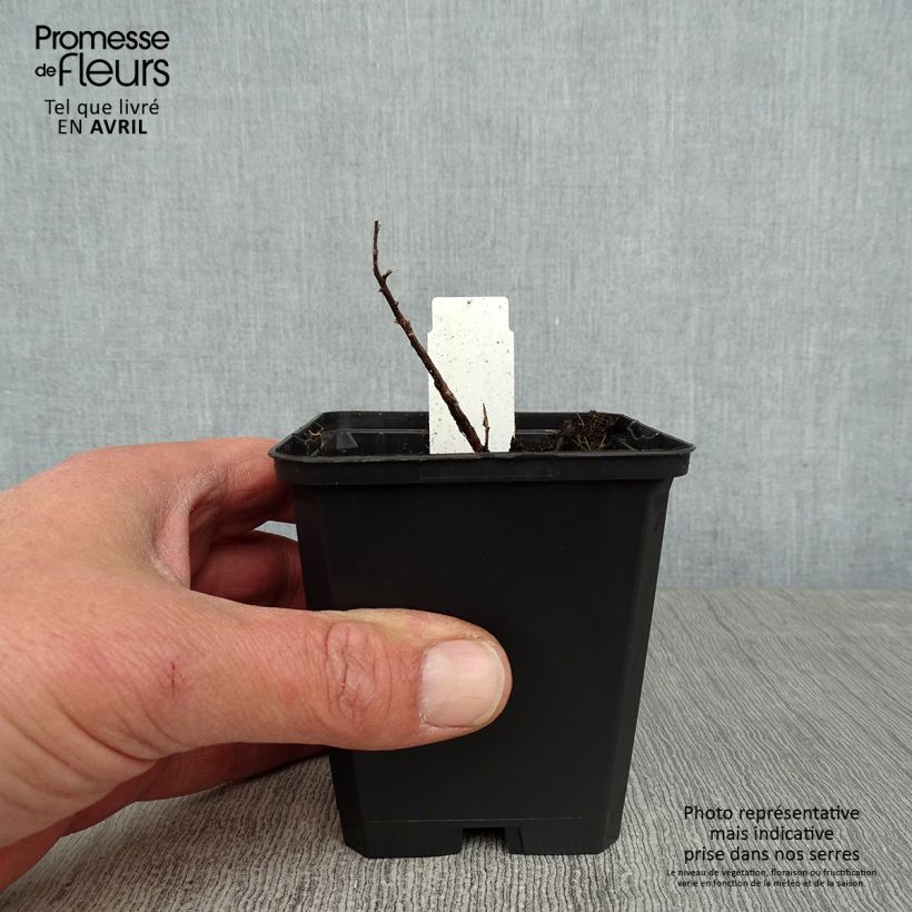 Aster sedifolius - Manzanilla de pastor Maceta de 8/9 cm Ejemplar entregado en la primavera