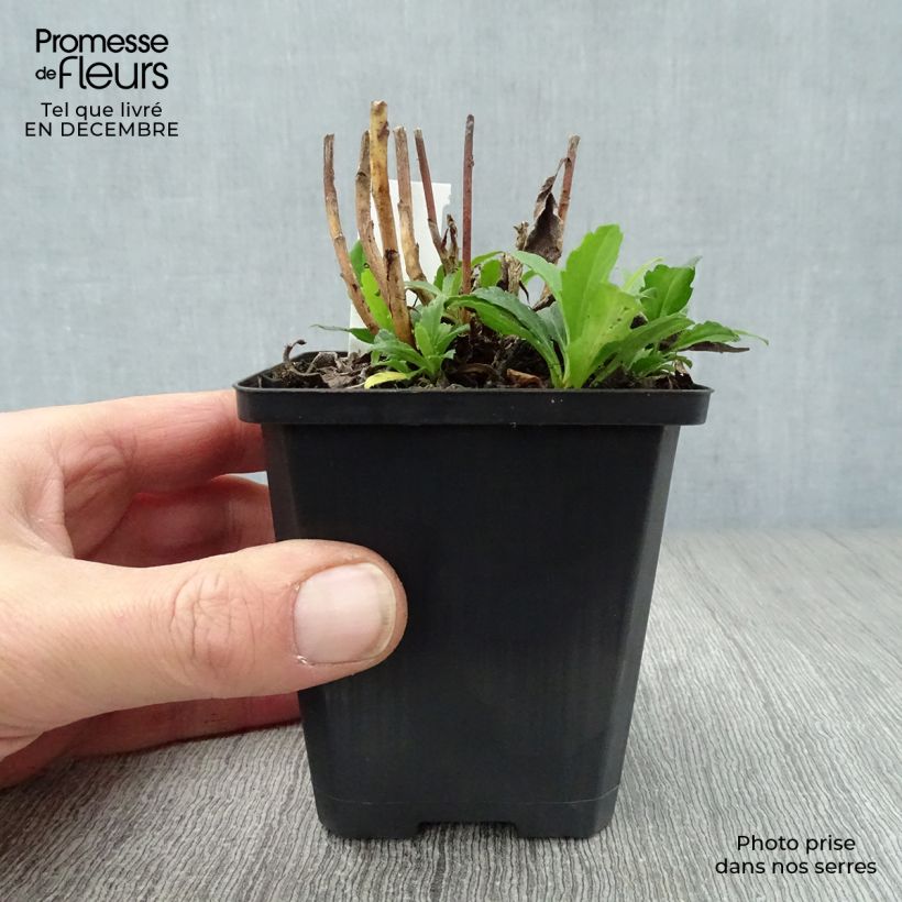 Aster ageratoides Ashvi Maceta de 8/9 cm Ejemplar entregado en invierno