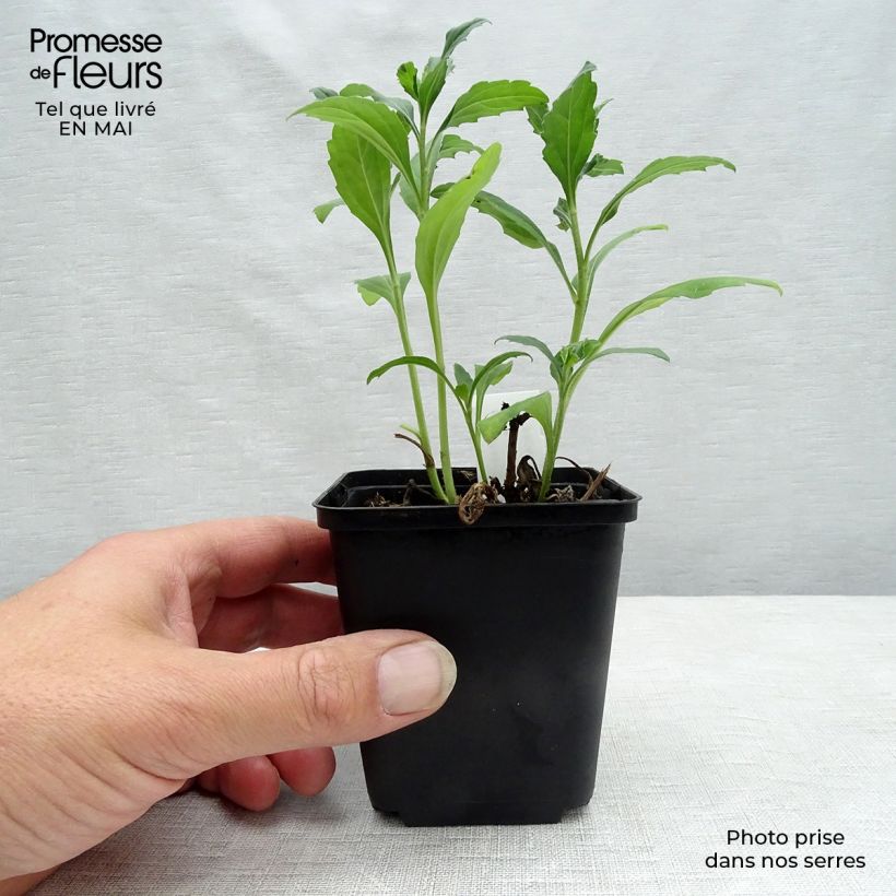 Aster ageratoides Ashvi Maceta de 8/9 cm Ejemplar entregado en la primavera