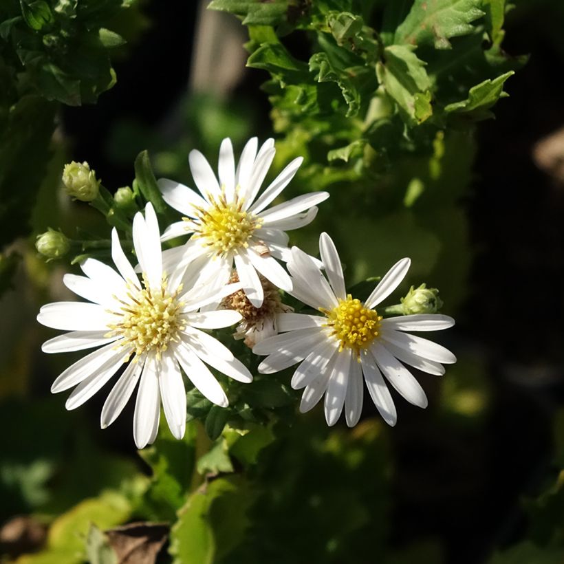 Aster ageratoides Ashvi (Floración)