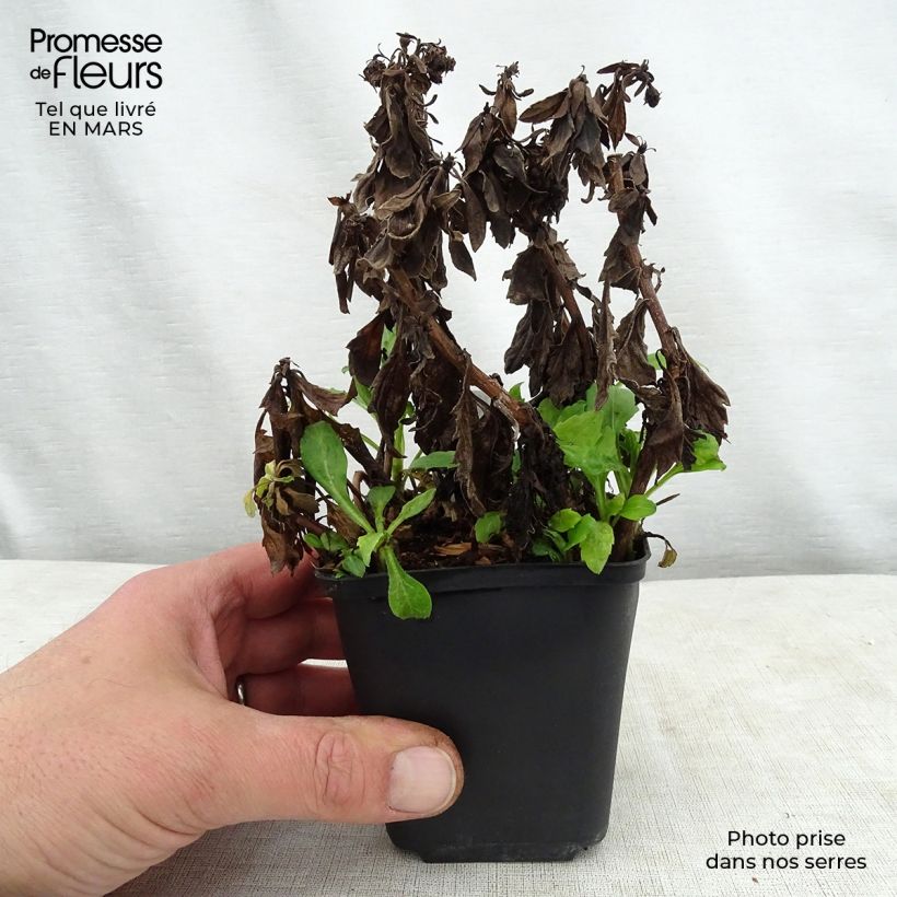 Aster ageratoides Asmoe Maceta de 8/9 cm Ejemplar entregado en la primavera