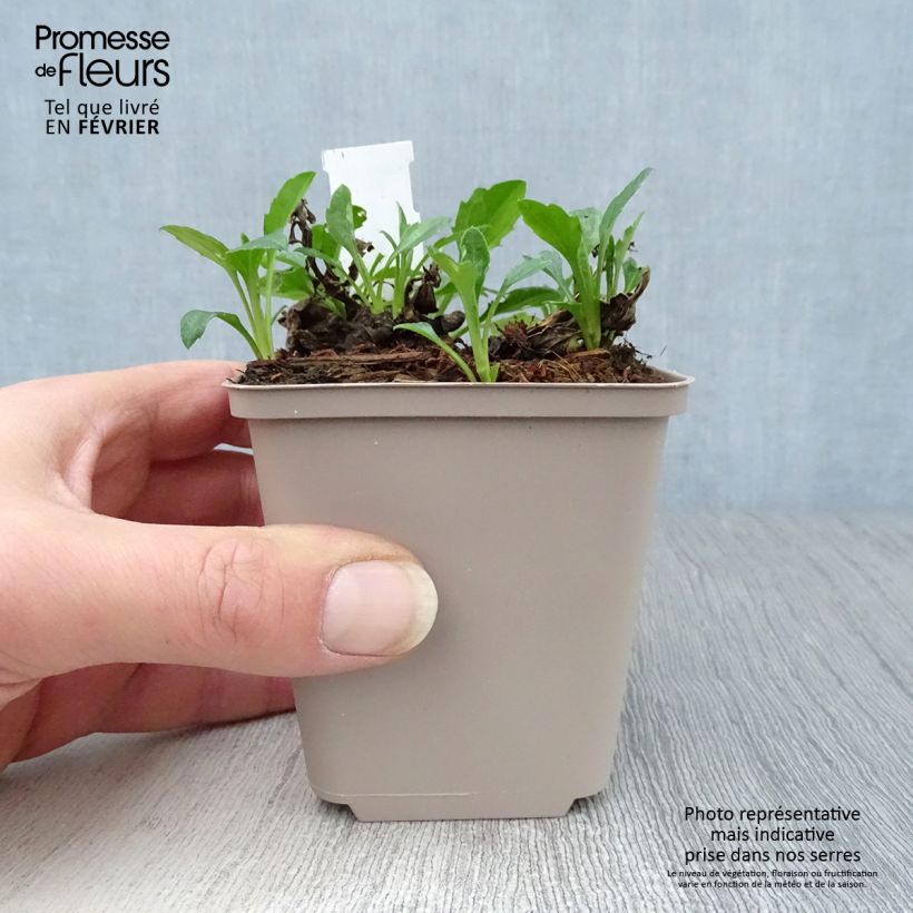 Aster ageratoides Asmoe Maceta de 8/9 cm Ejemplar entregado en invierno