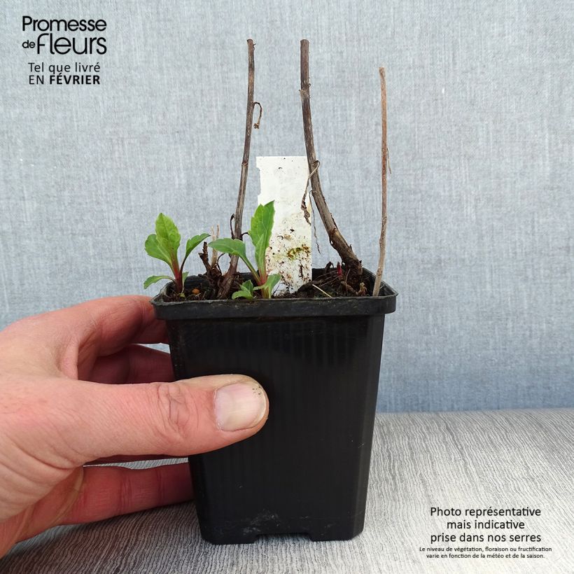 Aster ageratoides Asran Maceta de 8/9 cm Ejemplar entregado en invierno