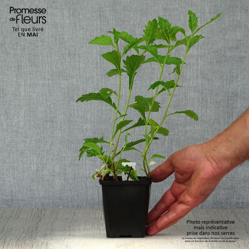 Aster ageratoides Asran Maceta de 8/9 cm Ejemplar entregado en la primavera