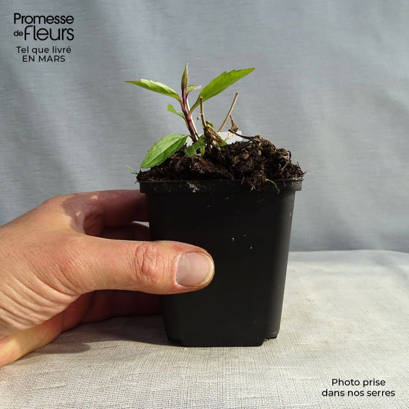 Aster ageratoides Ezo Murasaki Maceta de 8/9 cm Ejemplar entregado en invierno