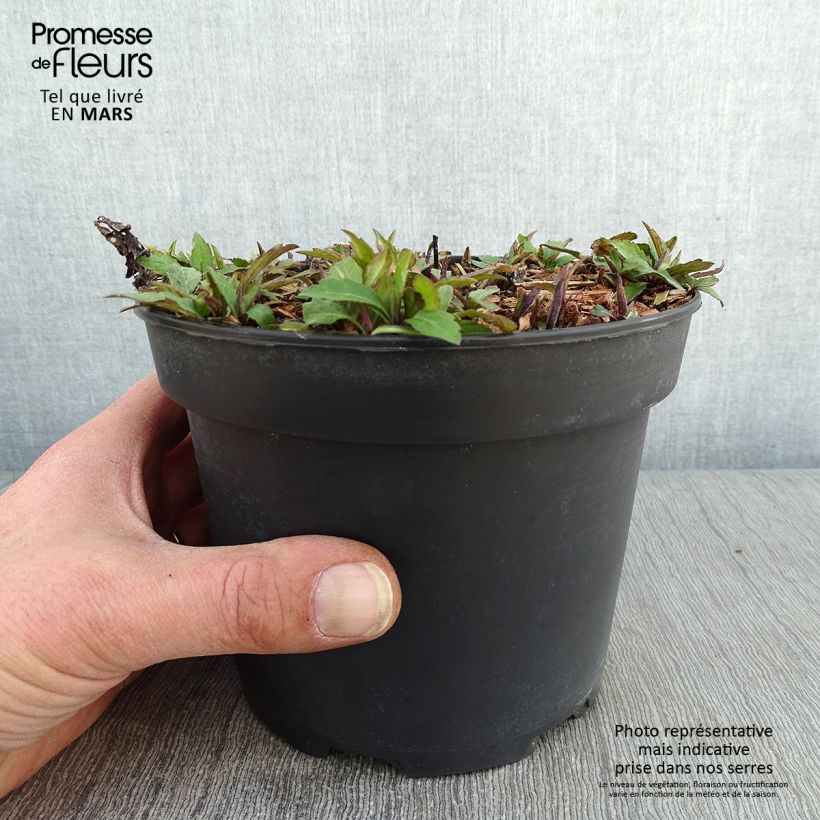 Aster ageratoides Ezo Murasaki Maceta 2L/3L Ejemplar entregado en invierno