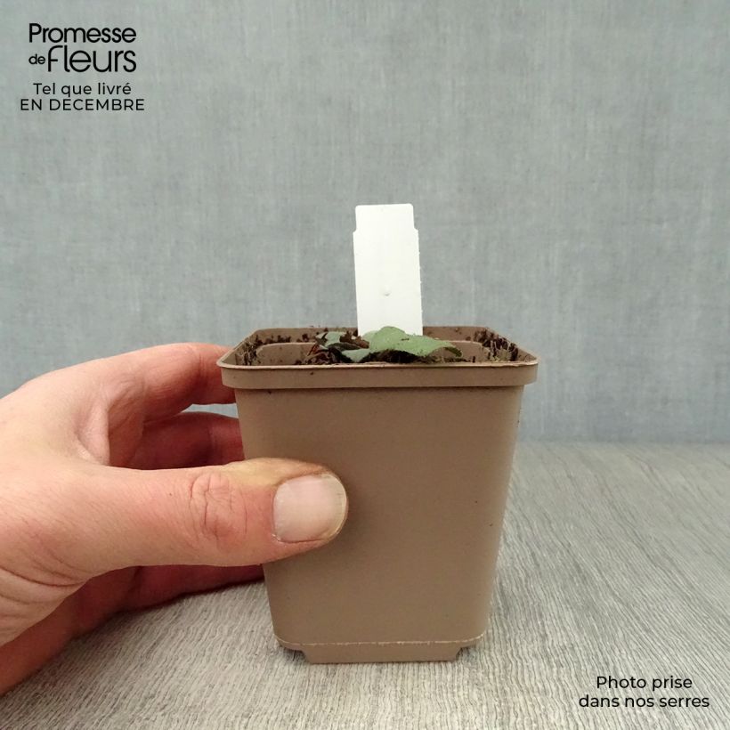 Aster ageratoides Harry Schmidt Maceta de 8/9 cm Ejemplar entregado en invierno