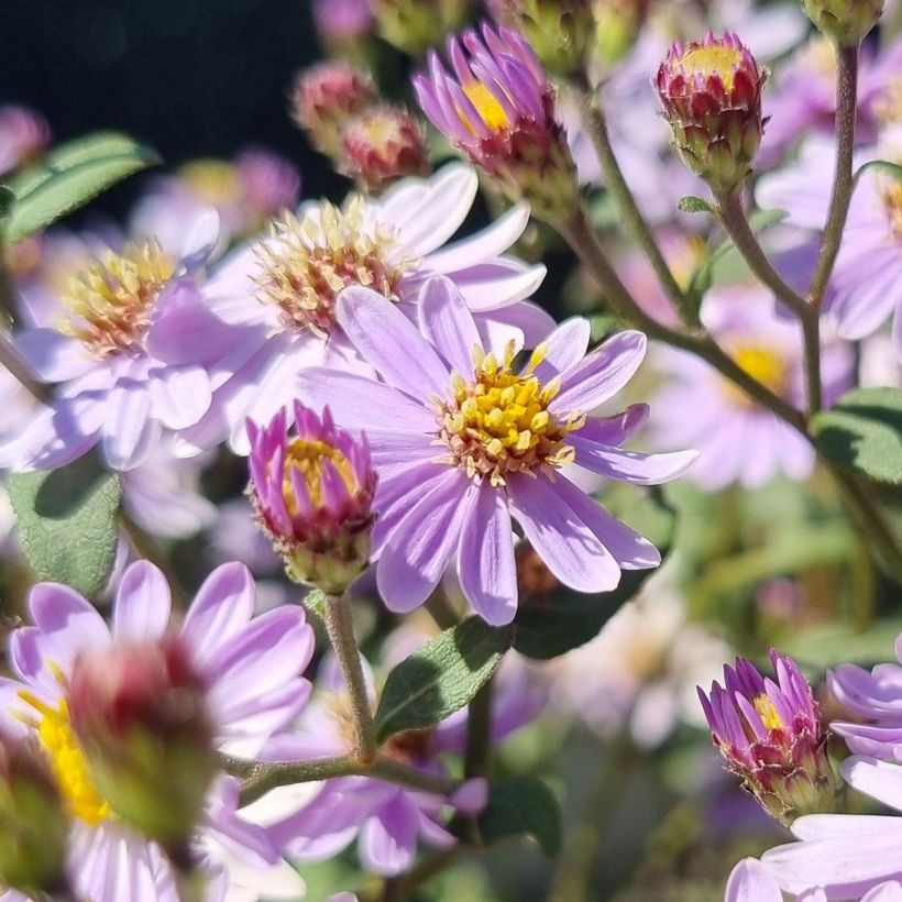 Aster ageratoides Harry Schmidt (Floración)