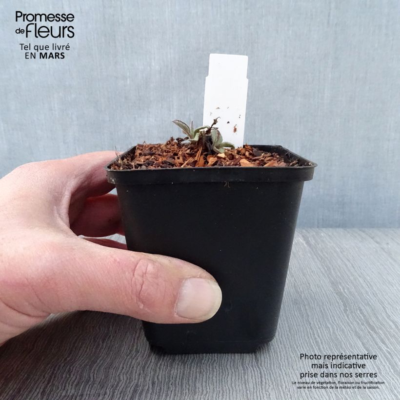 Aster ageratoides Harry Schmidt Maceta de 8/9 cm Ejemplar entregado en la primavera