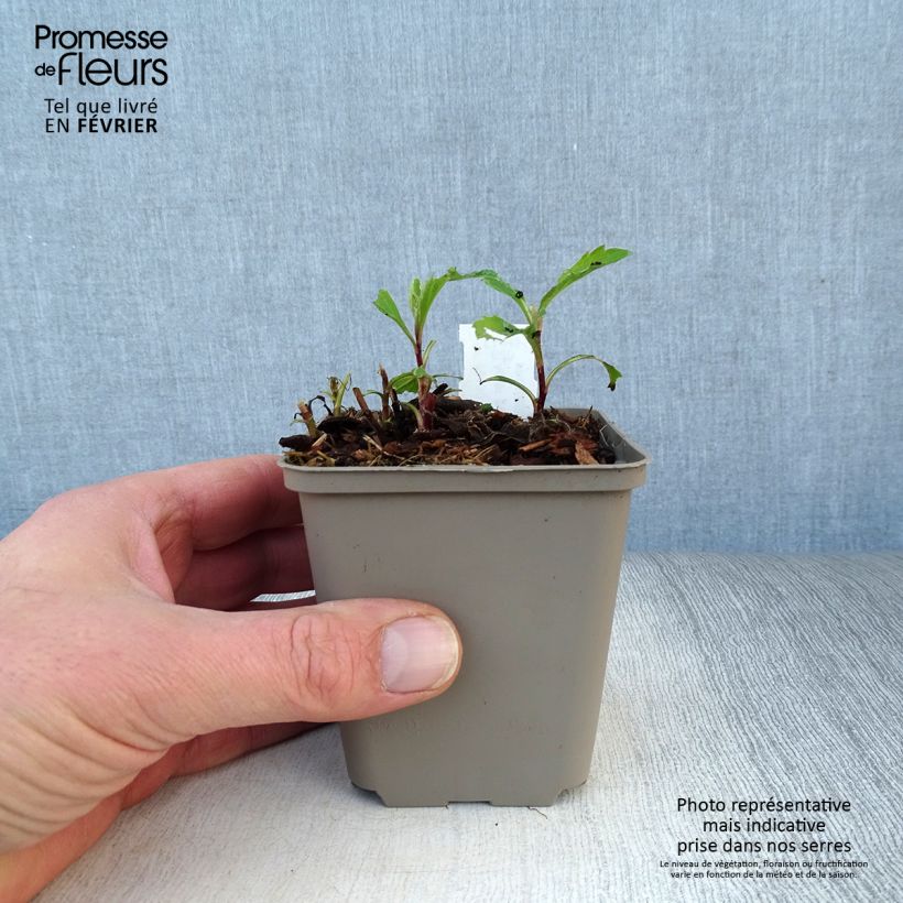 Aster ageratoides Stardust Maceta de 8/9 cm Ejemplar entregado en invierno