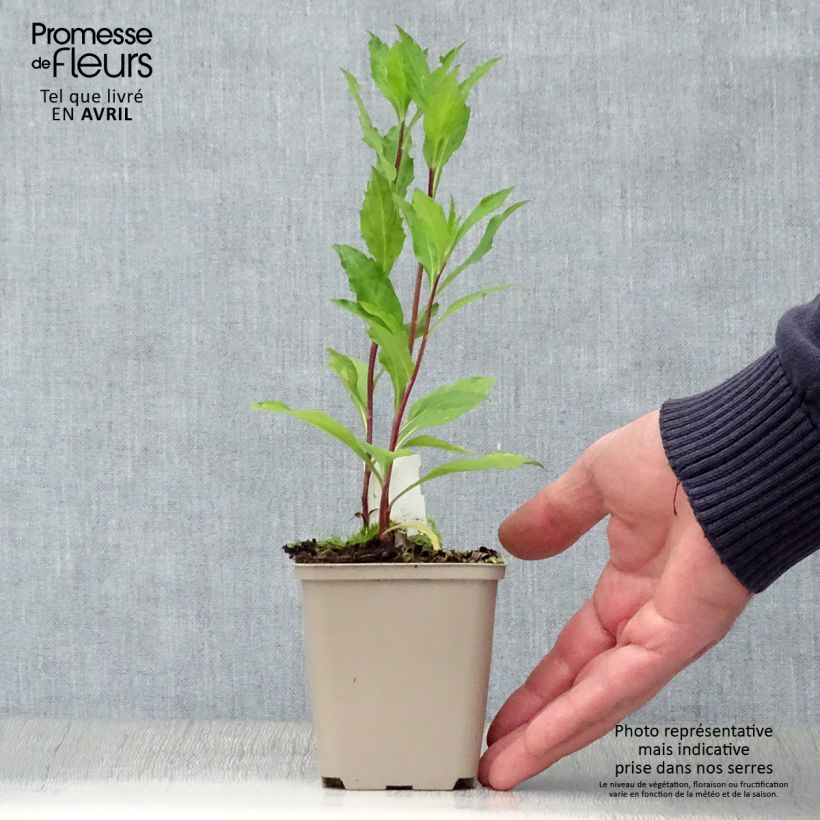 Aster ageratoides Stardust Maceta de 8/9 cm Ejemplar entregado en la primavera