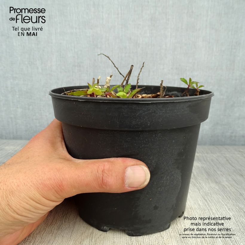 Aster ageratoides Stardust Maceta 2L/3L Ejemplar entregado en la primavera