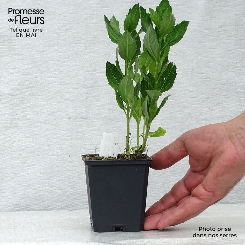 Aster ageratoides Starshine Maceta de 8/9 cm Ejemplar entregado en la primavera