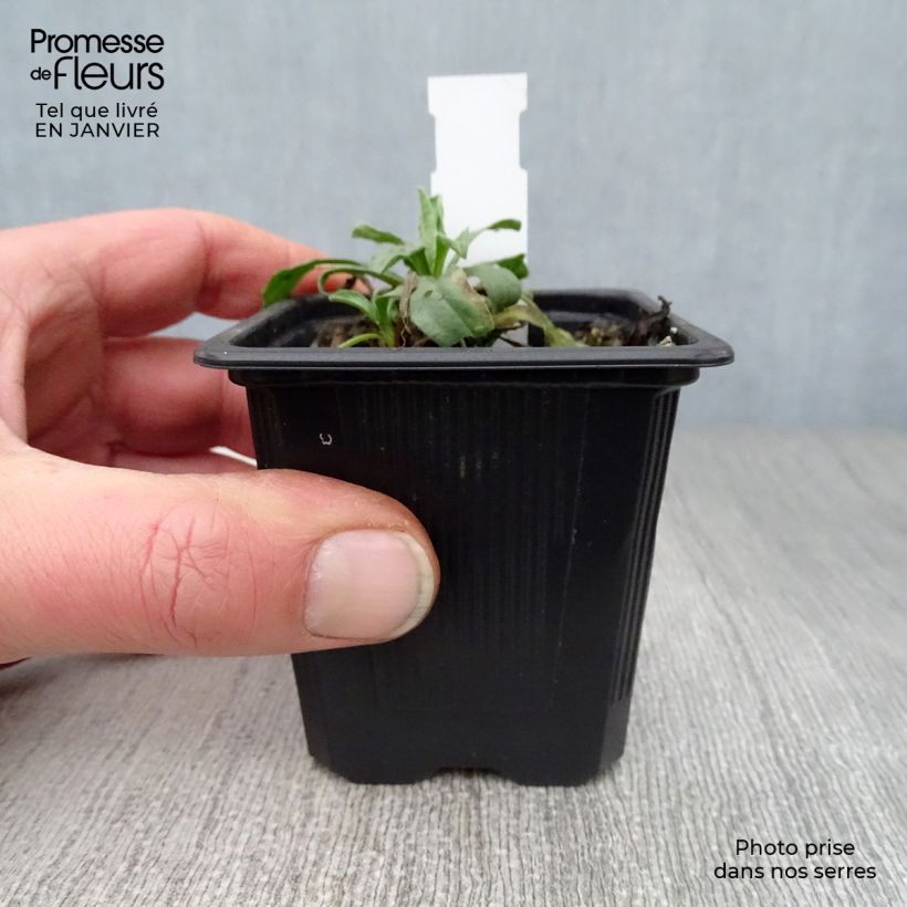 Aster alpinus Albus Maceta de 8/9 cm Ejemplar entregado en invierno