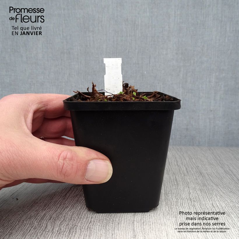 Aster alpinus Blue Beauty Maceta de 8/9 cm Ejemplar entregado en invierno